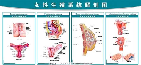 女性私处|女性外生殖器